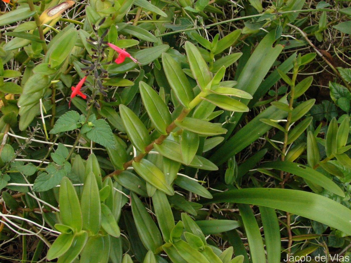 Epidendrum radicans Pav. ex Lindl.